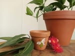 Mini Daisy Pot 