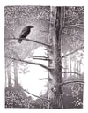 Raven in the Woods  9" X 12"
