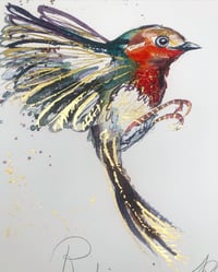 Image 4 of Robin