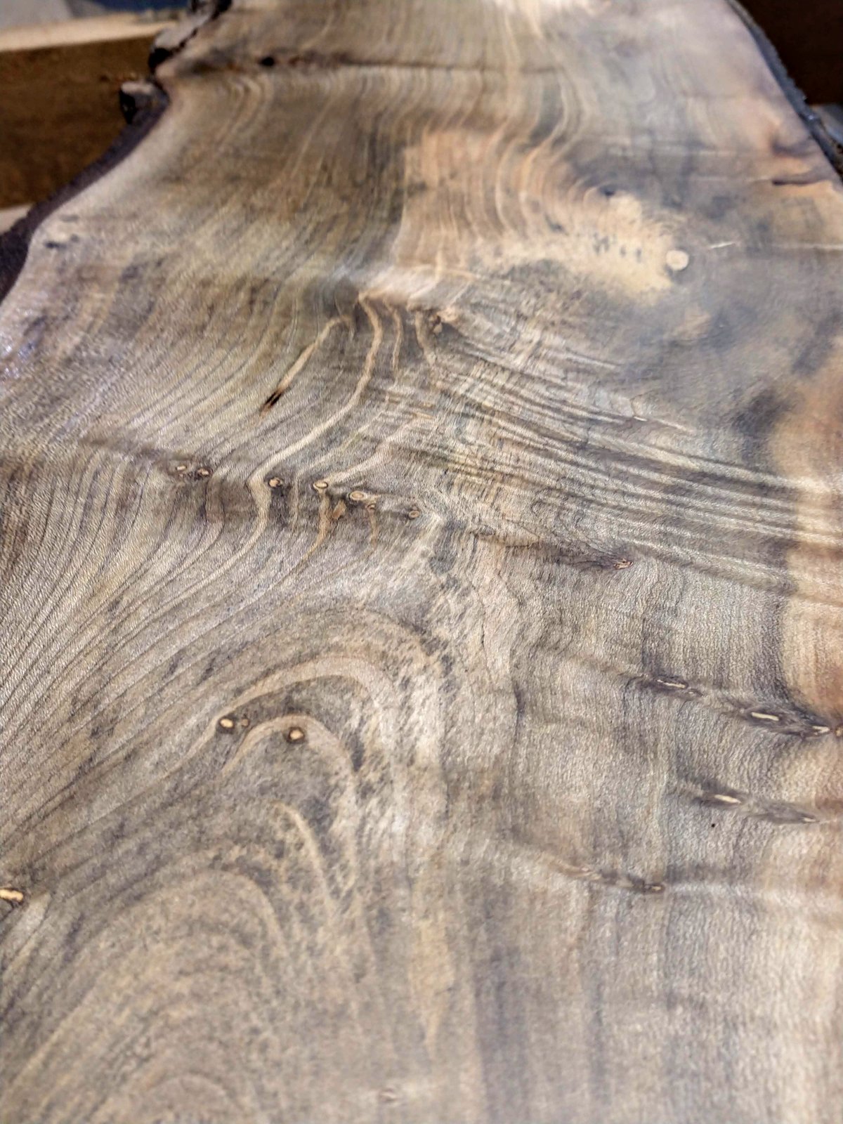Sweet Bay Magnolia Burl / Rebel Ventures Inc. Sweet Bay Magnolia Burl / Rebel Ventures Inc.
