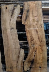 Image 3 of (Florida Red) Maple