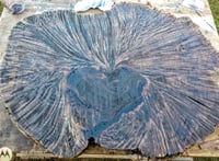 Image 4 of Burl, Redbay