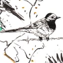 Pied Wagtail Drawing