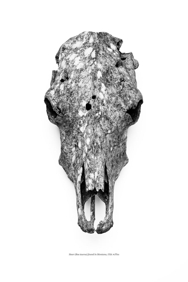Found Steer Skull 