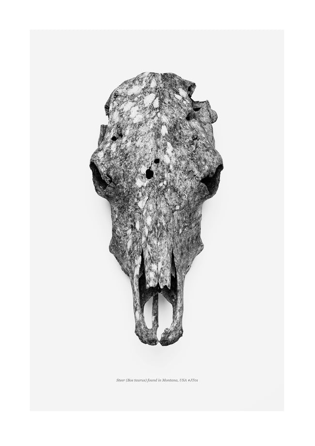 Found Steer Skull 