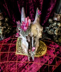 Rose Gold & Pink Aura Quartz Crystallized -Goat Skull