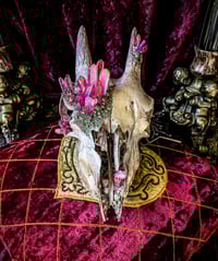 Image 2 of Rose Gold & Pink Aura Quartz Crystallized -Goat Skull