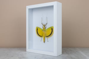 Image of EURYNECROSCIA NIGROFASCIATA