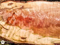 Image 2 of Cherry, Florida Black