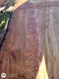 Image 4 of Cherry, Florida Black