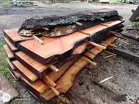 Image 5 of Cherry, Florida Black