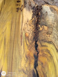 Image 2 of Poplar (Rainbow/Tulip)