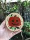 Image of attack of the jack-o-lanterns - goosebumps
