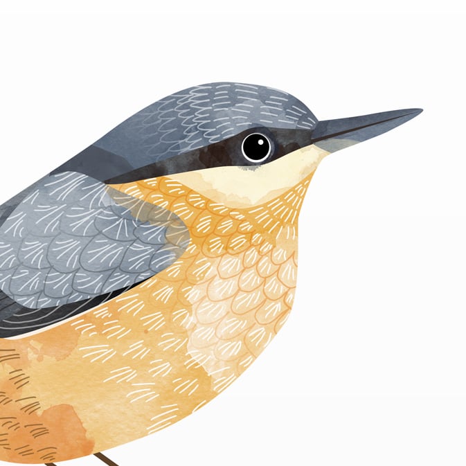 Print: Nuthatch (Kleiber)