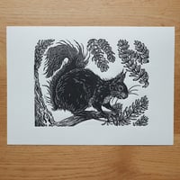 Image 1 of Squirrel