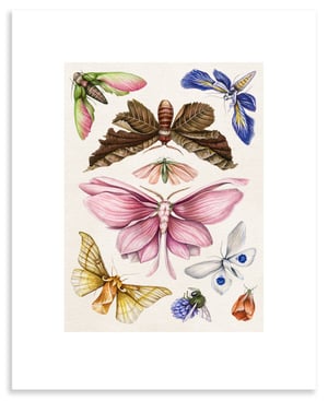 Floraflies Print on Black or Cream