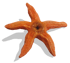 The Chocolate Starfish Image 2