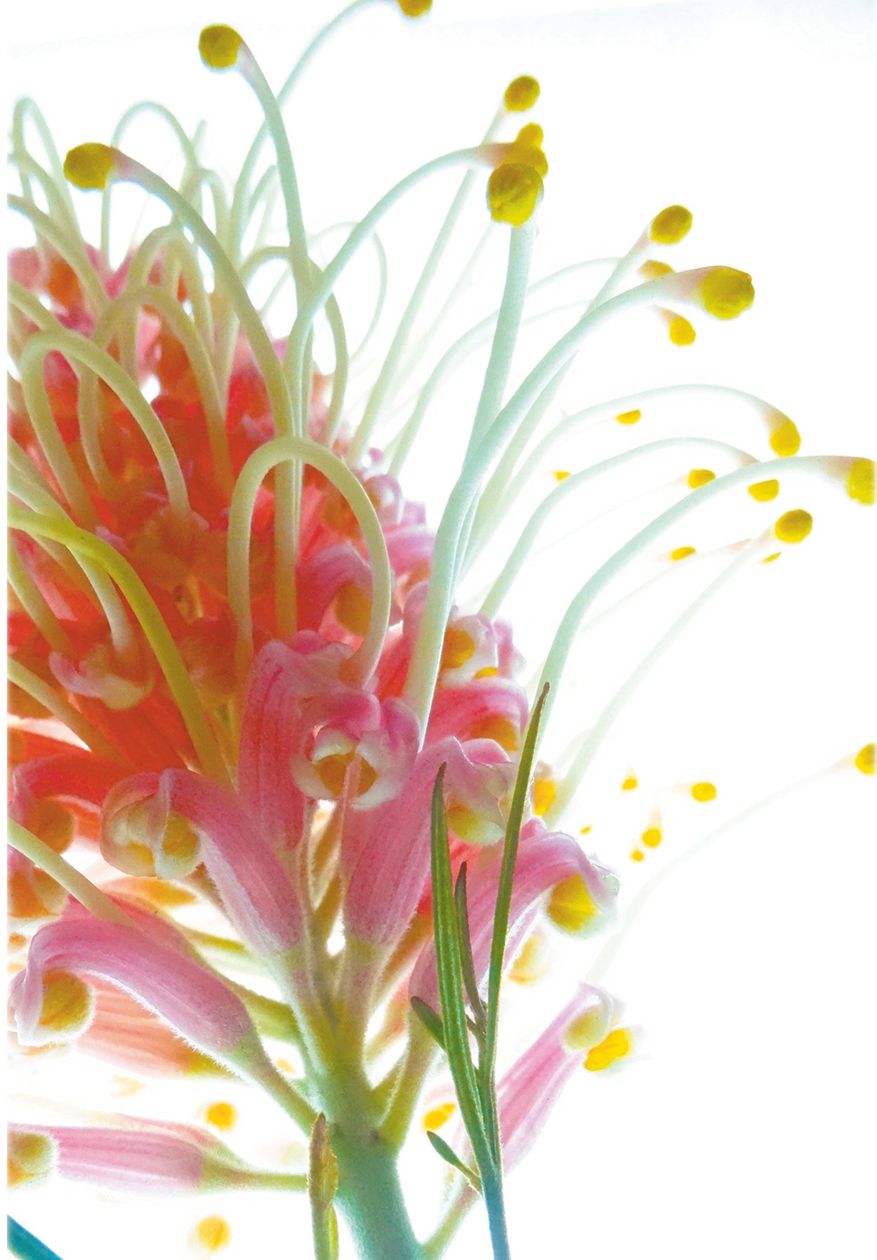 Image of Greeting Card. Misty Pink Grevillea 2. Australian Native Flora.