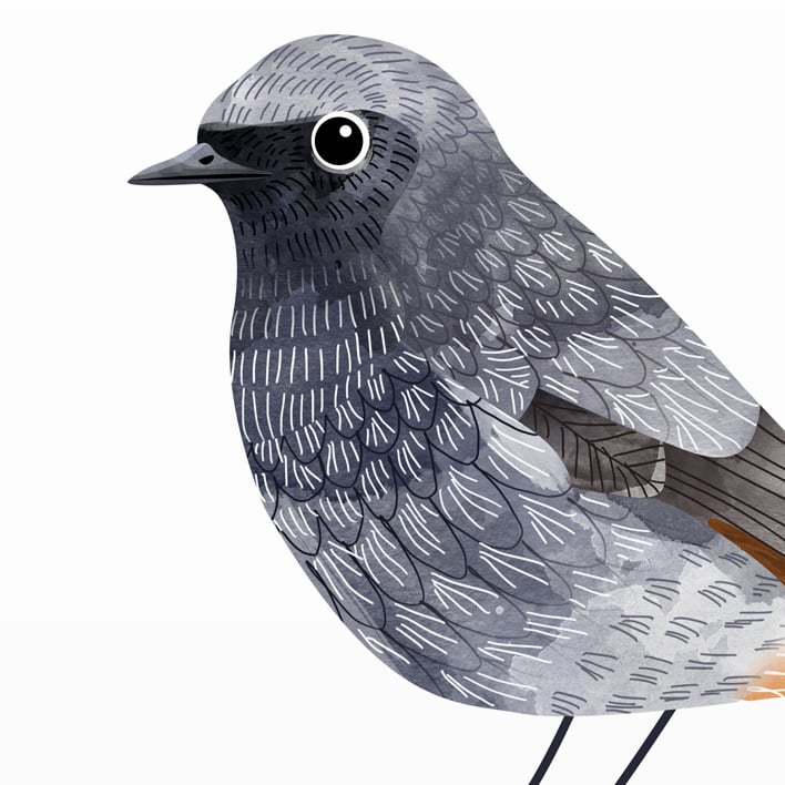Print: Redstart (Rotschwanz)