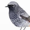 Print: Redstart (Rotschwanz)