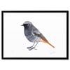 Print: Redstart (Rotschwanz)