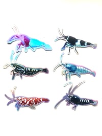 Holographic  Caridina Variety Pack (6x)