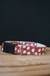 Outback Red // Standard Collar