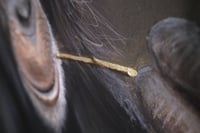 Image 3 of Midas - Acrylic Painting 