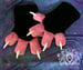 Image of Custom Tipped Finger Paws
