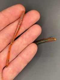 Image 3 of 3” Tapered Trout Worm “ Motor Oil Red” 