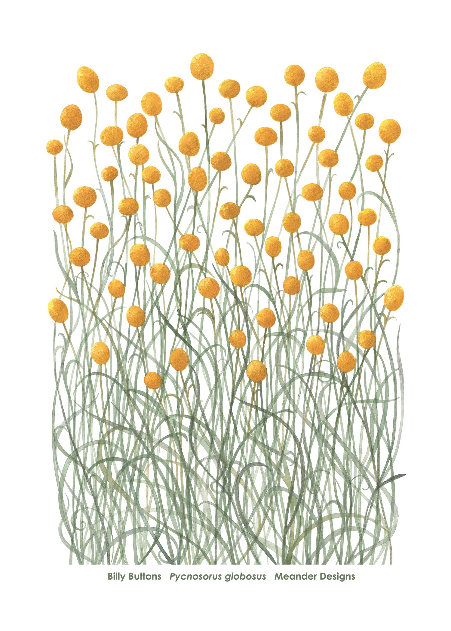 Image of 25% off RRP $35.00 Billy Buttons 100% Linen Tea Towel 