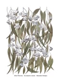 Silver Princess / Eucalyptus caesia Cotton Linen Tea Towel