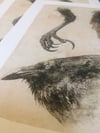 Raven Study (Artist Proof)