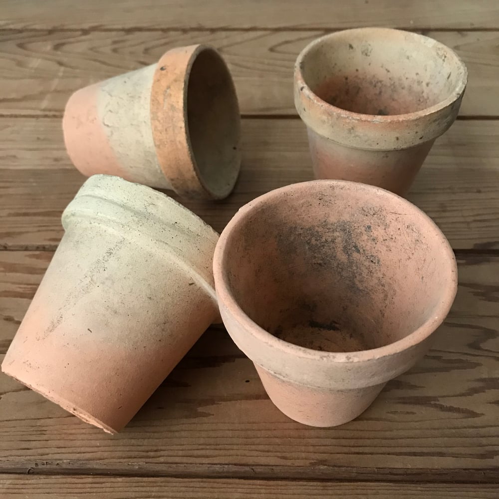 Image of Seedling Pots (peachy)