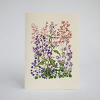 Image 2 of Bluebells
