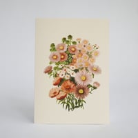 Image 2 of Chrysanthemum