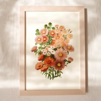 Image 1 of Chrysanthemum