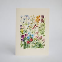 Image 2 of Snapdragon and Lobularia