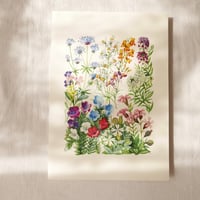Image 1 of Snapdragon and Lobularia