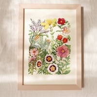 Image 1 of Wildflowers