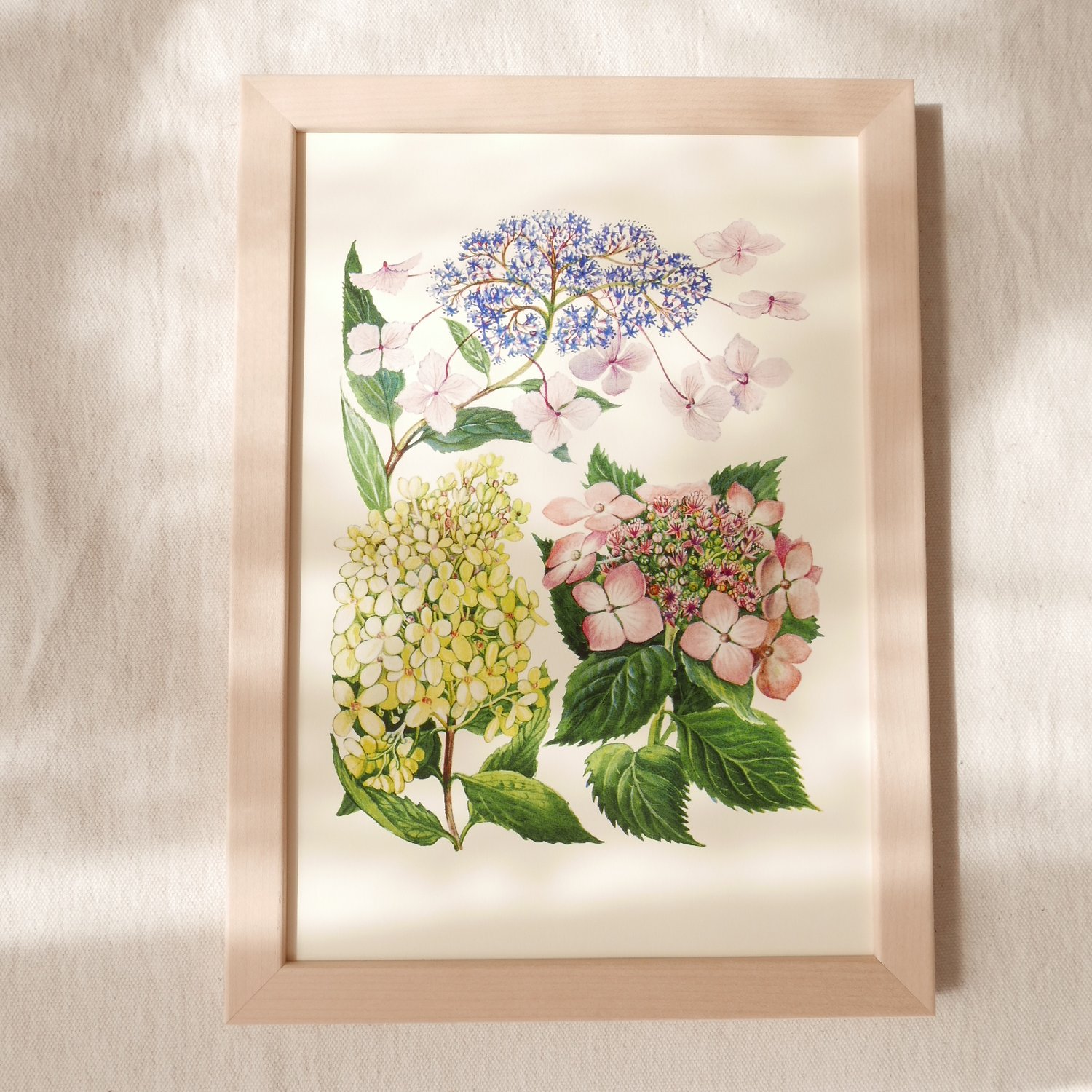 Image of Hydrangea