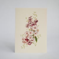 Image 2 of Apple Blossom