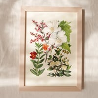 Image 2 of Manuka