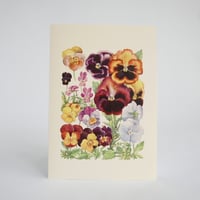 Image 1 of Pansies