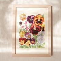 Image 2 of Pansies
