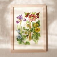 Image 2 of Hellebore