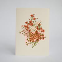 Image 2 of Phlox