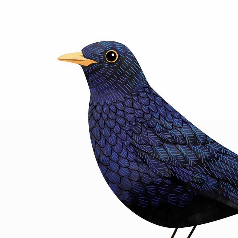 Print: Blackbird (Amsel)