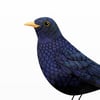 Print: Blackbird (Amsel)