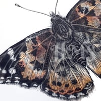 Image 1 of Painted Lady Butterfly